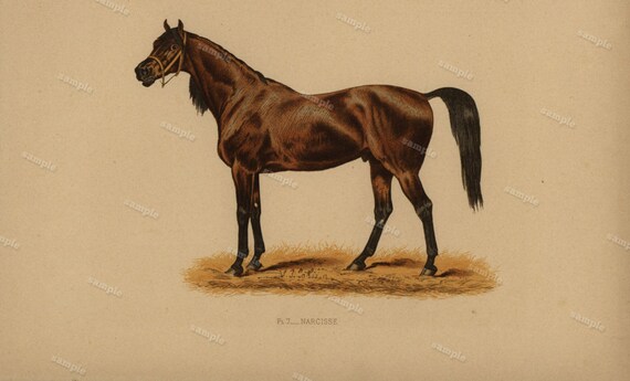 1890 0riginal Antique Natural History Chromolithograph of a horse UPAS Animal Print-  Nature print  Very Rare