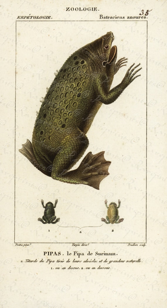 Original Antique Hand Colored Reptiles engraving from 1829 -- Frog - Toad