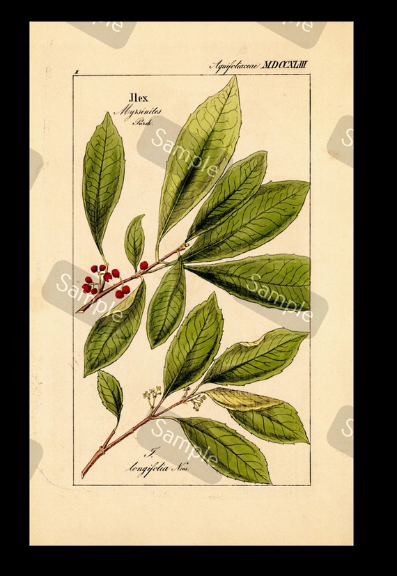 Large Folio Antique hand colored Botanical print Jlex Aquifoli