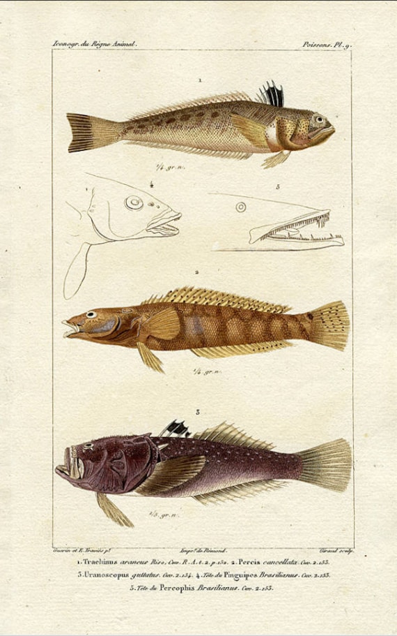 Original Antique Hand Colored fish engraving from 1829 -