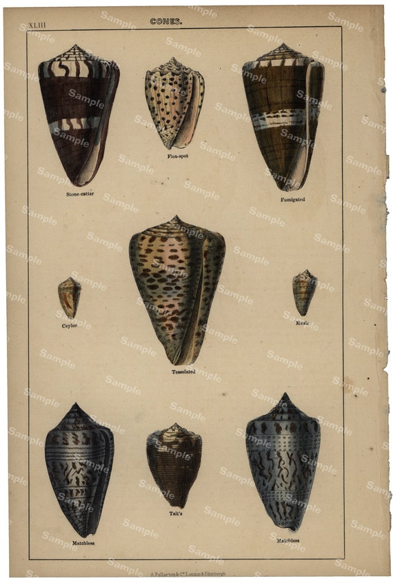 Gorgeous  Natural History original hand colored print of sea shells and cones over 150 years old Rare find