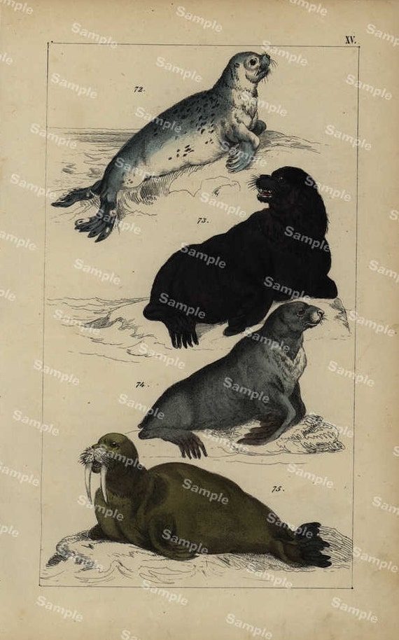 Animal Natural History original hand colored print of Seals over 150 years old Rare find