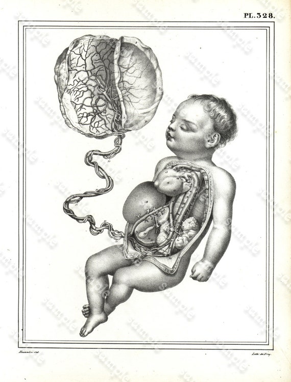 Antique Original Engraving  Human physiology Internal Organs -   Human Anatomy -  Baby Emroys