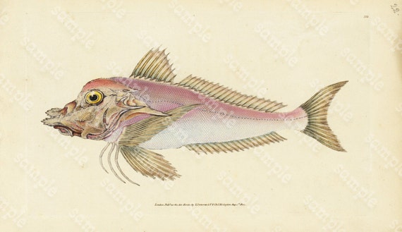 Original Antique Natural History Fish engraving Edwards DONAVON Natural history