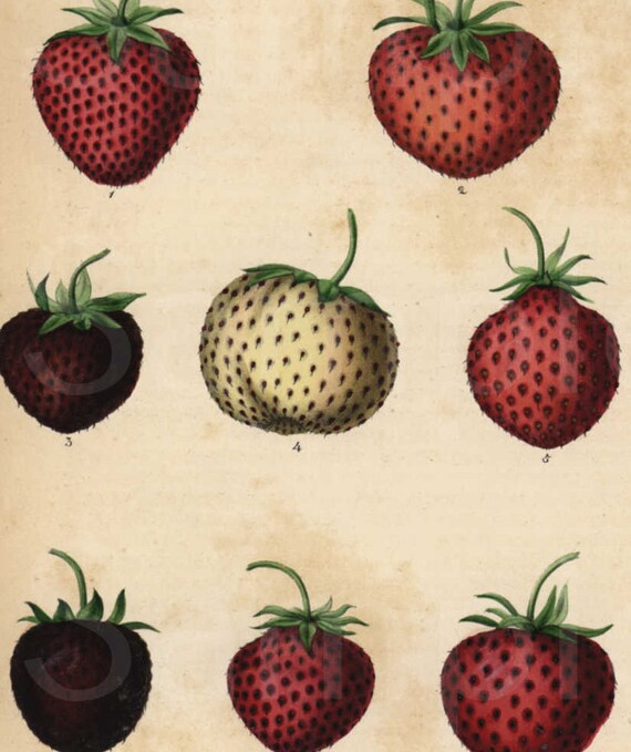 Strawberries hand colored Authentic Lithograph print from 1850's