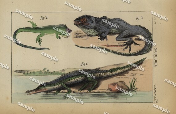 Original Antique Natural History Hand Colored Reptile engraving- Crocodile iguana lizards