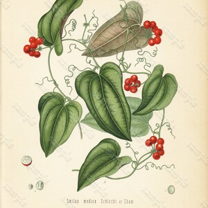 Original Antique Botanical Print From From Franz Eugen Kohler/'s Botanical Atlas Smilax Medica Schlecht Et Cham