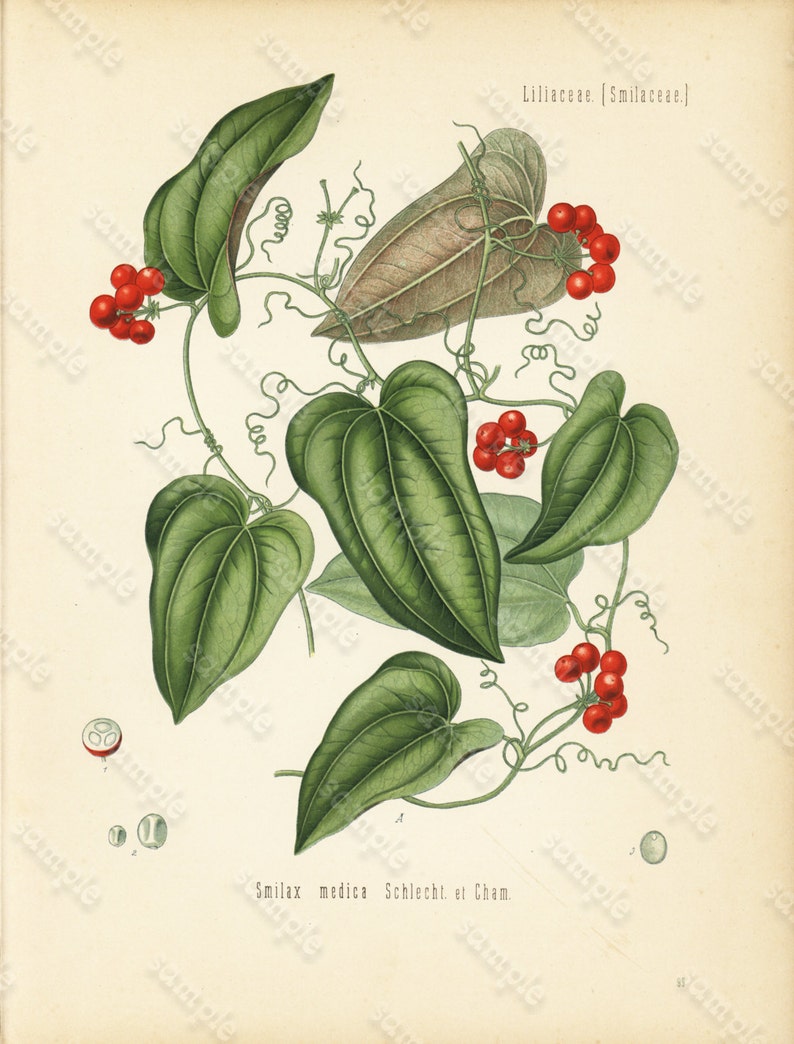 Original Antique Botanical Print From From Franz Eugen Kohler/'s Botanical Atlas Smilax Medica Schlecht Et Cham
