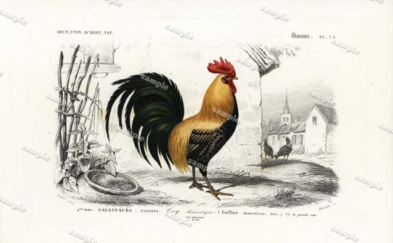 Antique Natural History Hand Colored Engraving of Bird   Very Rare Rooster- Cock- Poultry  bird  Natural history print 1849