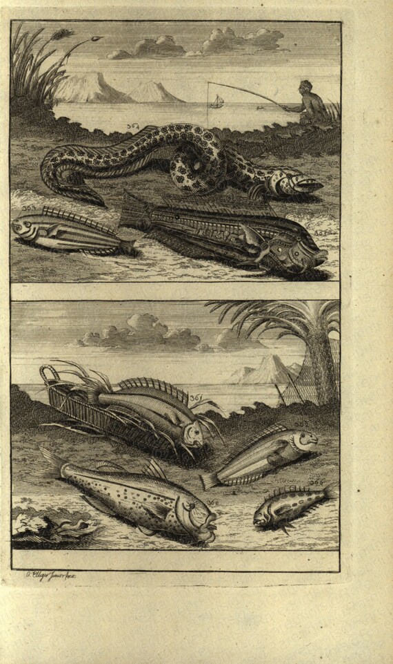 1725 Very Rare Antique Original  Engraving of Ambon Islands fish of Indonesia