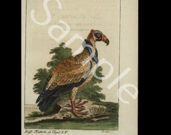 18th Century  Antique Natural History bird copper plate engraving Francois Nicolas Martinet vulture