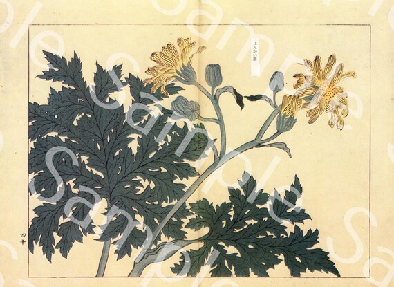 Vintage Japanese woodblock Botanical flower print