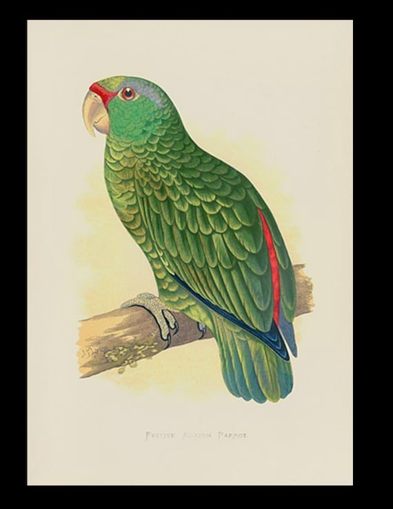 Festive Amazon Parrot South America 19th century Parrots in Captivity woodblock hand Colored Engraving