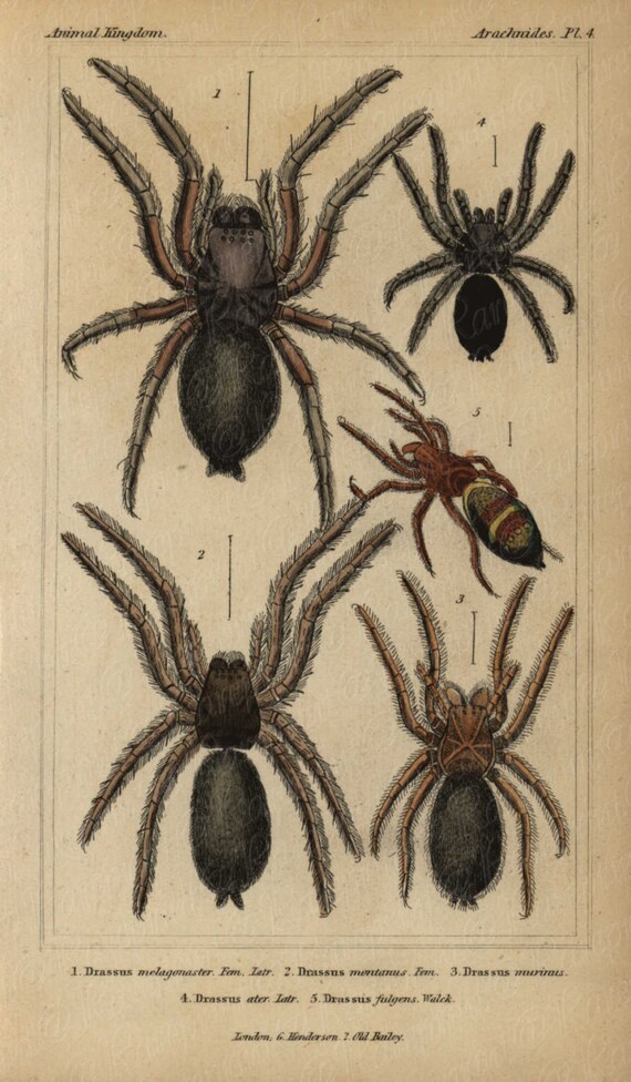 Antique Original Hand colored  Natural History Spider Hand Colored Engraving  Group Of Spiders From Animal Kindom- Gorgeous Vibrant Colors