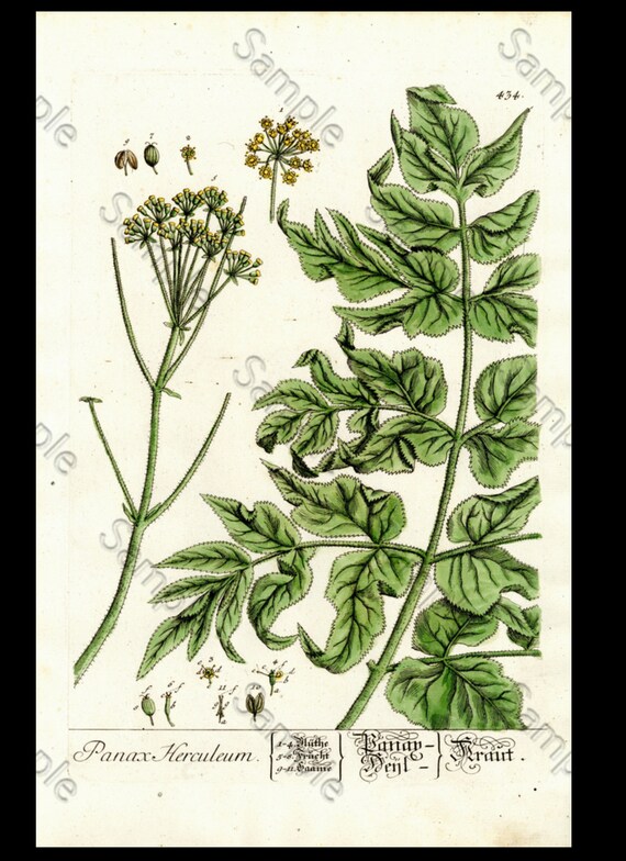 Panax Herculem Botanical hand colored Print Elizabeth Twining