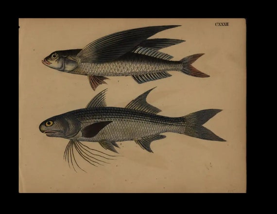 Genuine antique hand color Natural history print various fish