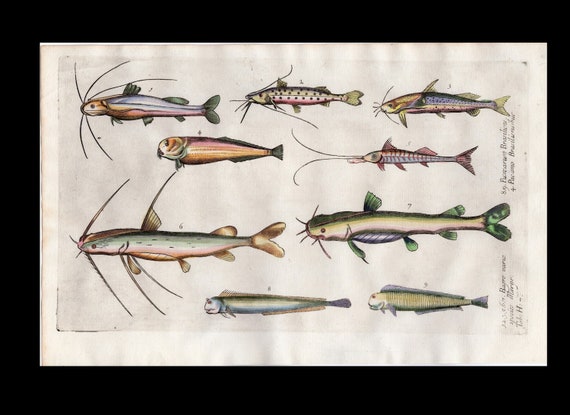 Circa 1686 Antique hand-colored engraving various fish