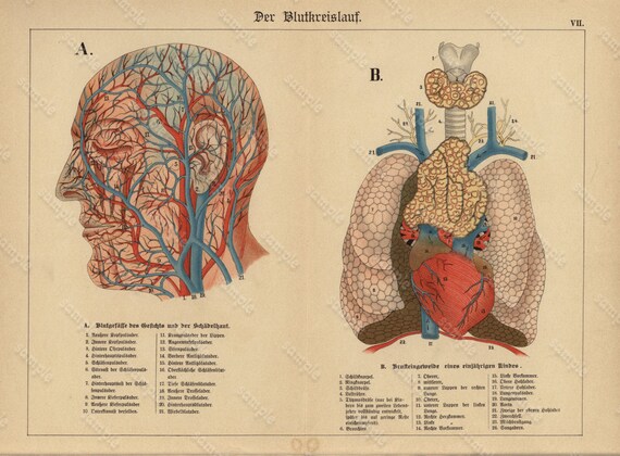 Antique Original  blood circulatory system, pectoral bowels 1886 Rare  CHROMOLITHOGRAPH