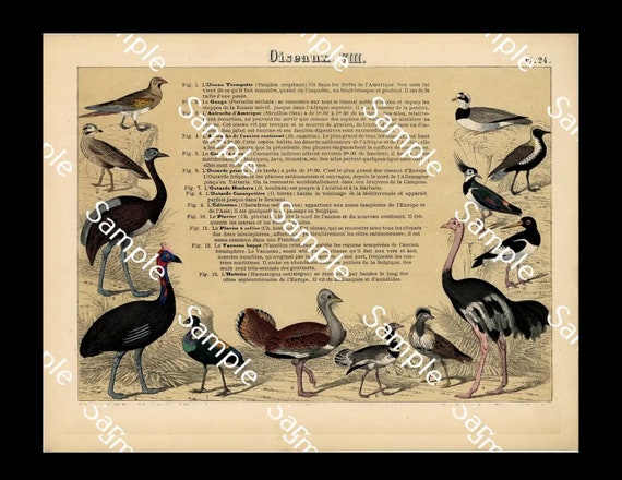 19th century Antique Original print Natural History of Various birds