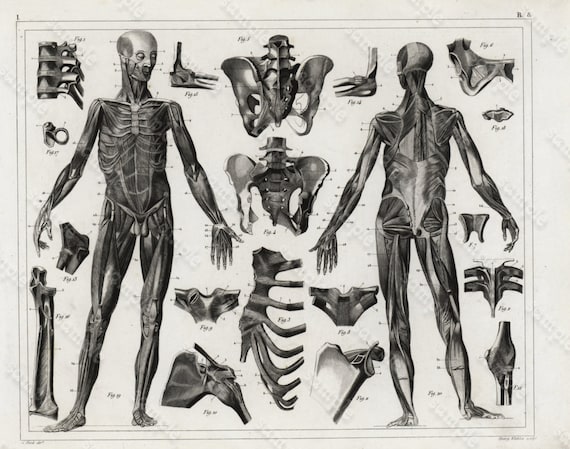 Original Antique Black and White Human anatomy Steel Engraving Human Skeletons -  Human Heads -