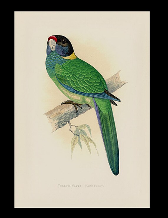 19th century Parrots in Captivity woodblock hand Colored Engraving Australian Yellow-Naped Parrakeet
