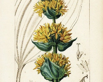 original Antique Hand colored Botanical Engraving from P.J.F TURPIN 1816 First Edition -Gentiane Jaune and Gentiana Lutea