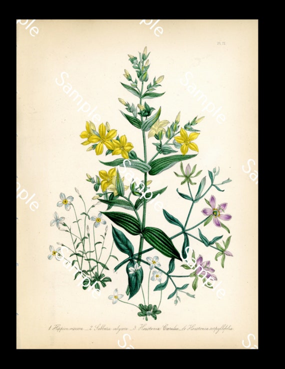 Antique Botanical Flower Floral Colored Lithograph print circa 1840's Jane Loudon
