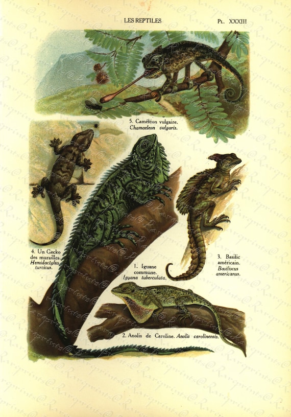 Original Antique Natural History Print of Reptiles Les Reptiles - From The World Of Natural History - Gecko - Iguane