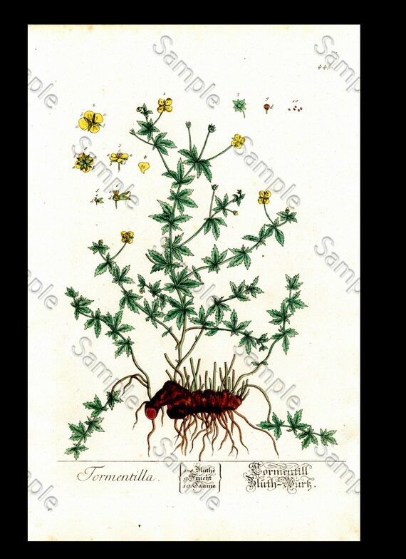 Tormentilla  Botanical hand colored Print Elizabeth Blackwell