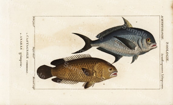 Zoology Engraving decorative art original print wall art home decor Hand Color  natural history Fish