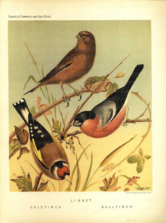 Original Antique Cassell's Canaries & Cage Birds -  Gorgeous Color Lithograph of  Various Finch