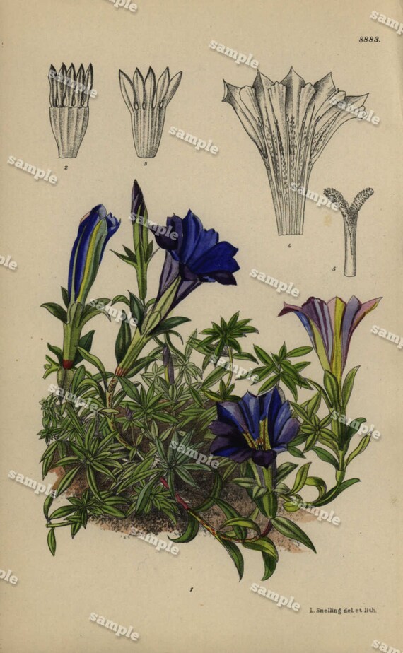 Original Antique Hand Colored Botanical print from Dictionnaire Universel d’Histoire Naturelle