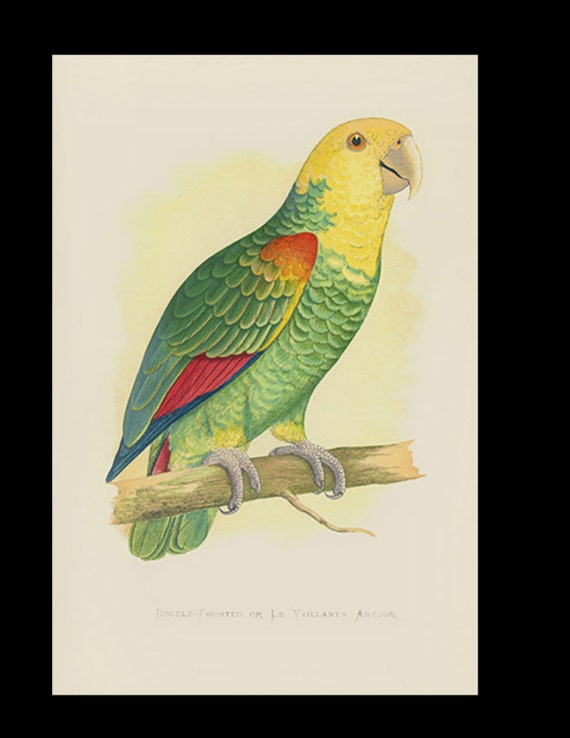 19th century Parrots in Captivity woodblock hand Colored Engraving Double-Fronted or Le Vaillant's Amazon South America