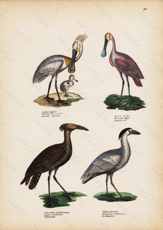 Antique Hand Colored Original Bird Print from Schinz First Edition 1840 not a recent Hand colored Print.