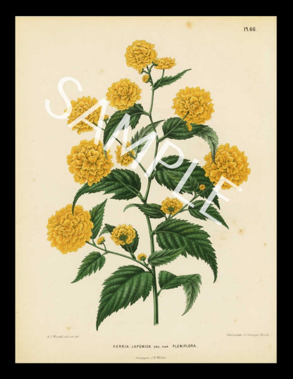 Botanical original antique The Japanese Marigold 1868 1st Ed Chromolithograph H Witte G Severeyns