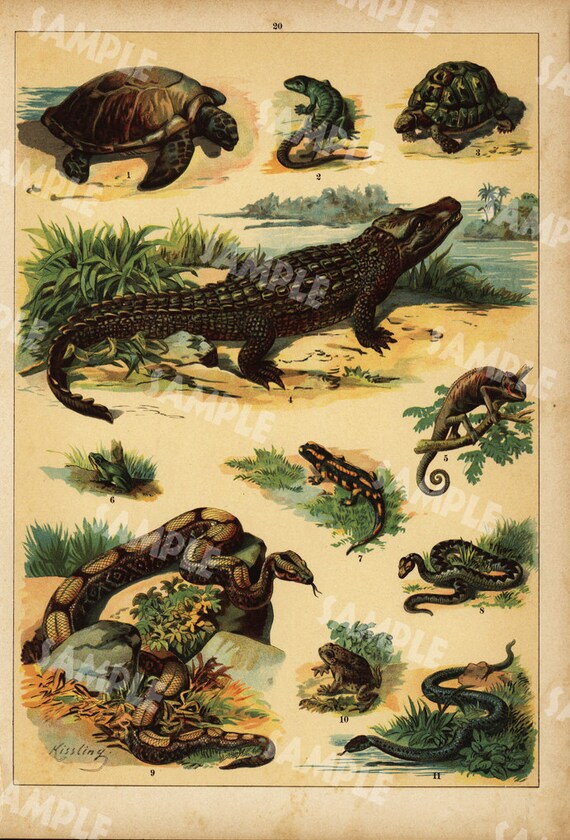 Reptiles lizards Gators  Antique Chromolithograph Authentic print decorative art German Encyclopedia natural history large folio