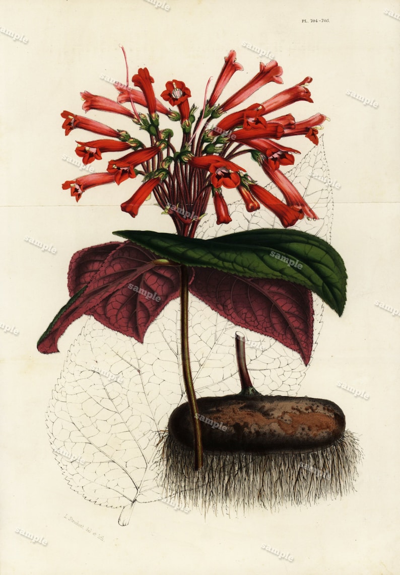 Gesneria leopoldi 1852 Hand colored Botanical Hand Colored Flora Lithograph Original art wall art decorative art Fold out