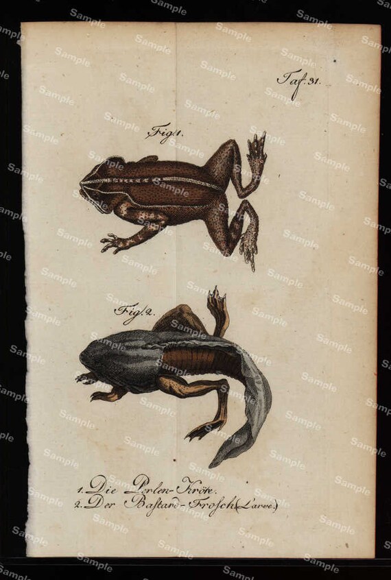 Amphibians hand colored engraving from Natural history of Buffon  dates 1790 Over 200 Years  (Fold out print)