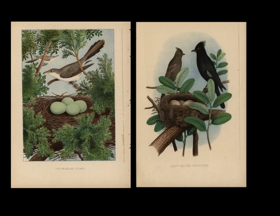 1882 Antique Prints Nest & Eggs of the Birds of United States Yellow Bellied Cuckoo and Black crested Flycatcher