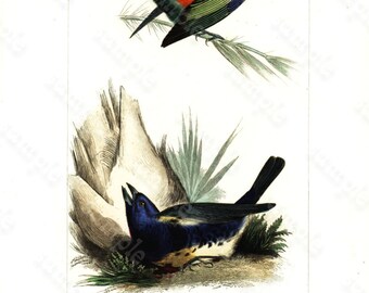 Original antique Hand Colored Bird Engraving  Exotic Birds