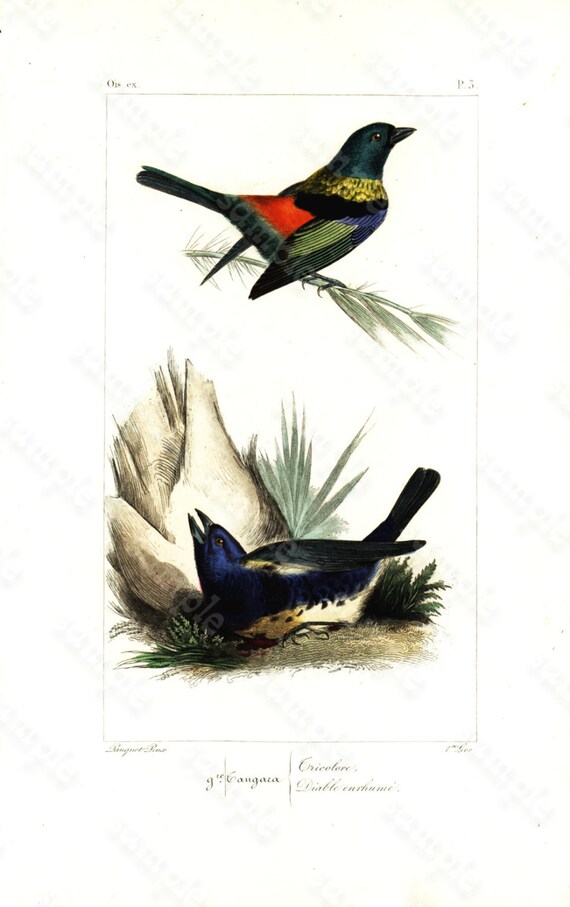 Original antique Hand Colored Bird Engraving  Exotic Birds