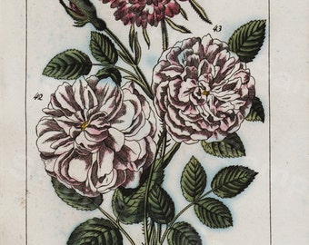 Original  Antique Natural History Botanical Wild Flowers II  Hand Colored Engraving