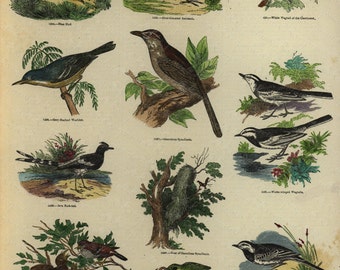 Antique Original Hand Colored  Natural History engraving -  Represinting Various Birds - Warblers-Java Fork Tail-sparrows and Cuckoo