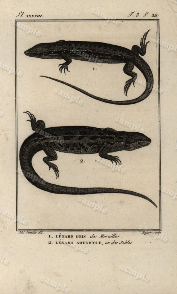 Original Antique Natural History copperplate of Reptiles - Histoire Naturele by the Buffon de comte - 1790 -  Lizards Black and white