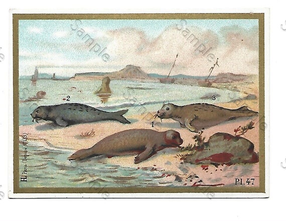 Rare  Victorian Trade card seals