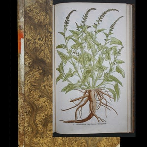 Circa 1668 -1777 Salomon SCHINZ, Birth of Botanical illustrations, 100 Illuminated Woodcuts