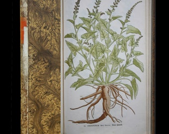 Circa 1668 -1777 Salomon SCHINZ, Geboorte van botanische illustraties, 100 verluchte houtsneden