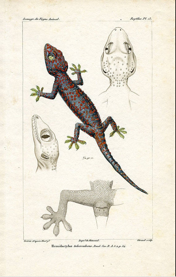 Original Antique Hand Colored  reptile   engraving from 1829 -