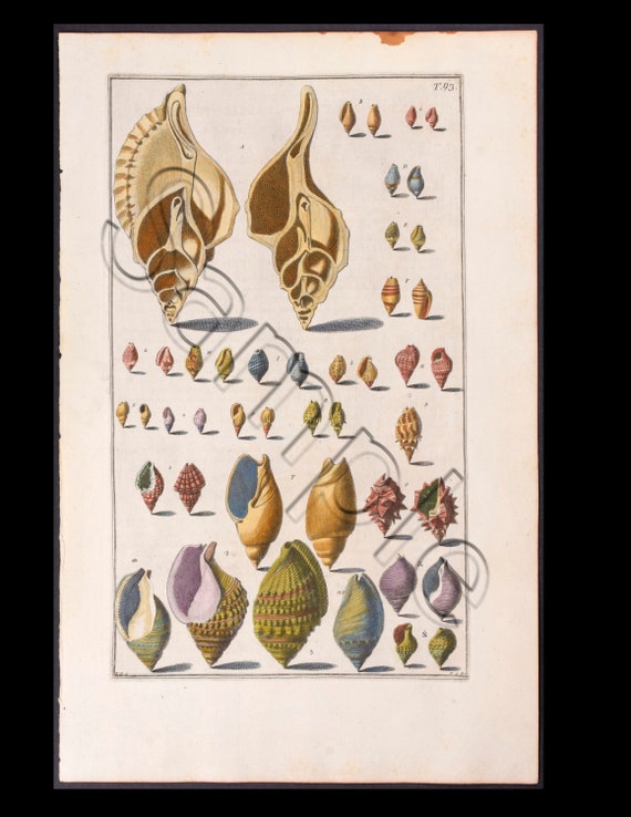 Circa 1742 Antique Hand-Colored Engraving  Print Abalone  SEA SHELLS Natural History Large folio size