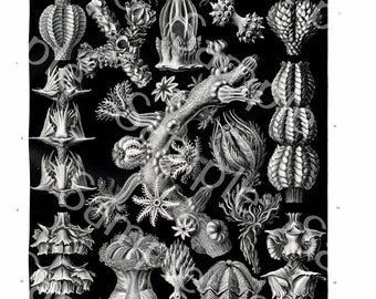 Gorgeous lithograph print of Gorgonida  from Art Forms of Nature by Ernst Haeckel